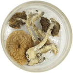 African Cubensis (Panaeolus africanus) | Mushroom Dispensary Canada