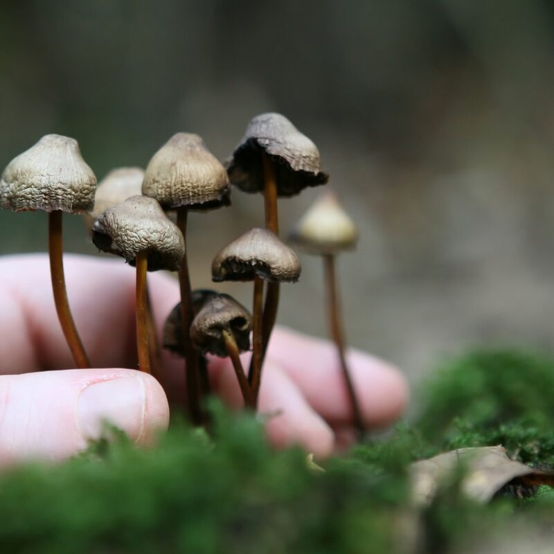 Guide to Magic Mushrooms | Mushroom Dispensary Canada