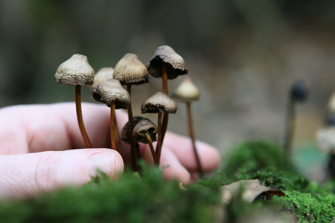 The Root Network of Growing Magic Mushrooms