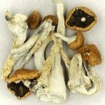 Creeper | Mushroom Dispensary Canada