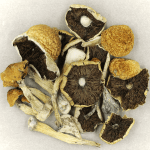 Penis Envy Cubensis | Mushroom Dispensary Canada