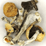 Thai Elephant | Mushroom Dispensary Canada