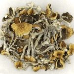 Daddy Long Legs | Mushroom Dispensary Canada