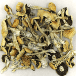 Puerto Rican | Mushroom Dispensary Canada