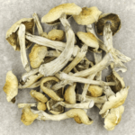 Blue Magnolia Rust | Mushroom Dispensary Canada