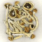 Texas Yellow Cap | Mushroom Dispensary Canada