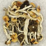 Cuban | Mushroom Dispensary Canada