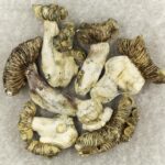 White Burma | Mushroom Dispensary Canada