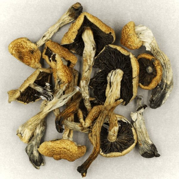 Malabar | Mushroom Dispensary Canada