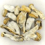 Melmac | Mushroom Dispensary Canada