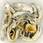 Treasure Coast | Mushroom Dispensary Canada