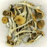 Mexicana | Mushroom Dispensary Canada