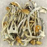 Amazonian Cubensis | Mushroom Dispensary Canada