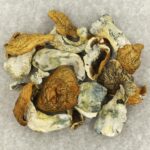 King Kong | Mushroom Dispensary Canada