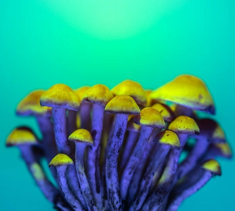 LSD Edibles | Mushroom Dispensary Canada