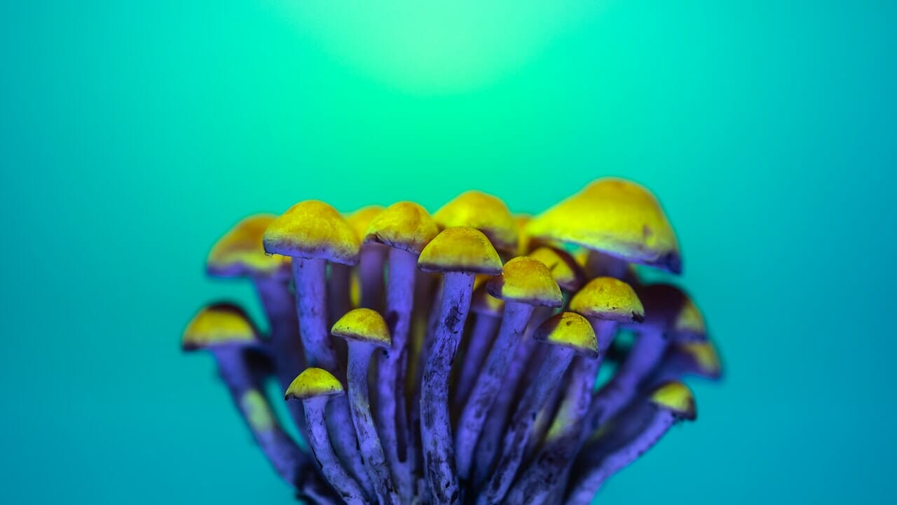 Exploring the Chemistry of Psychedelics: Understanding the Potential of LSD Edibles