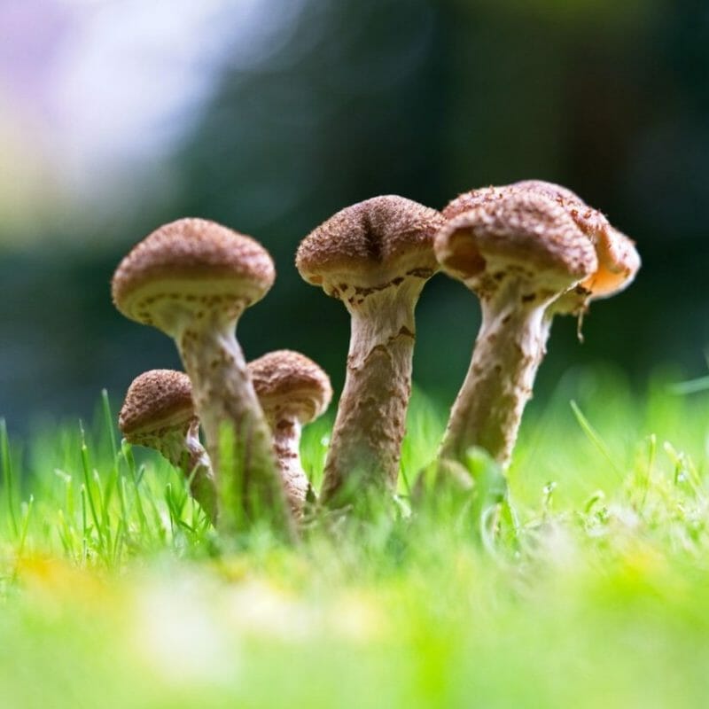 Mushroom Dispensary | Mushroom Dispensary Canada