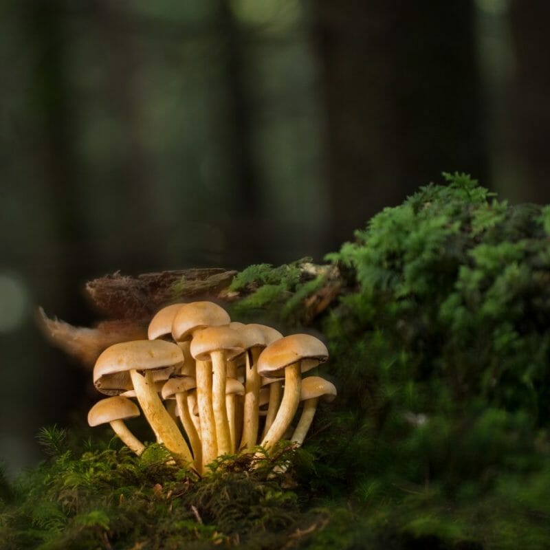 Strongest Mushroom Strains | Mushroom Dispensary Canada