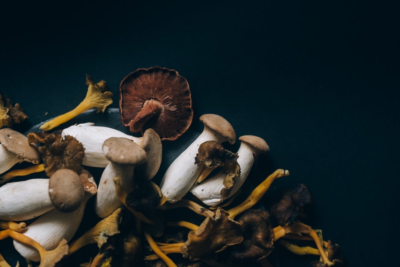 Studies Indicate That Dehydrated Psychedelic Mushrooms Induce a ‘Lucid Dreaming’ Experience