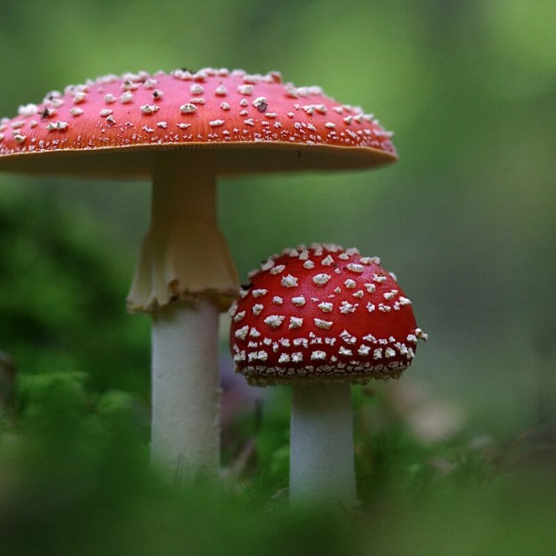 Magic Mushrooms Canada | Mushroom Dispensary Canada