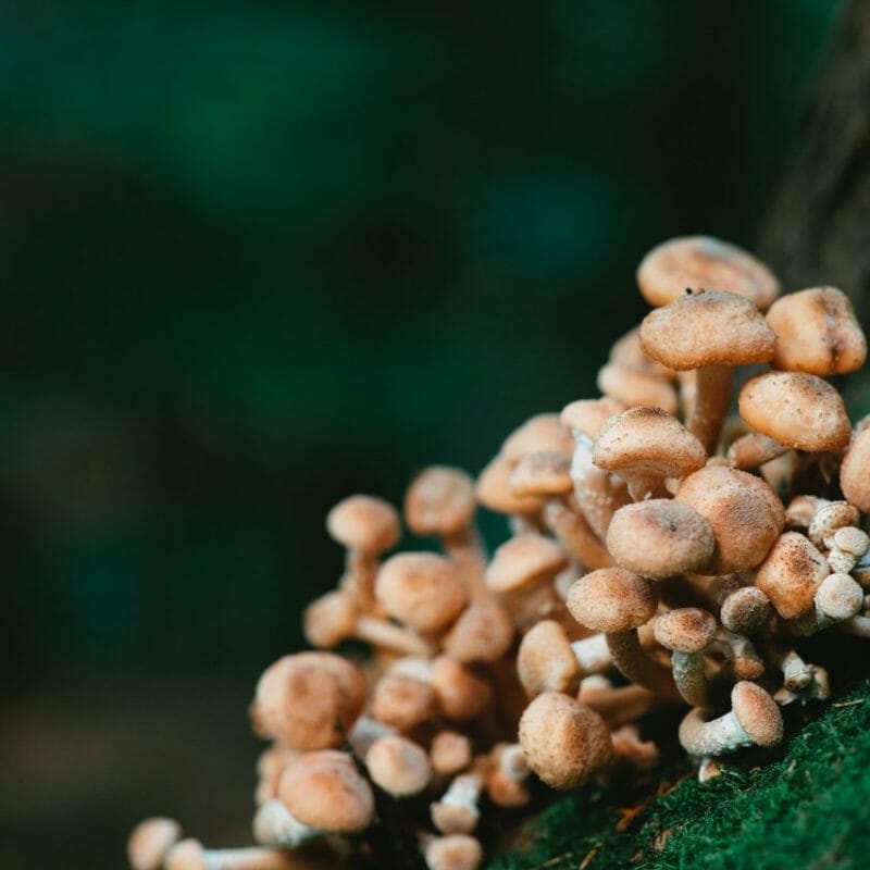 | Mushroom Dispensary Canada Mushroom Dispensary - Zoomies | Mushroom Dispensary Canada