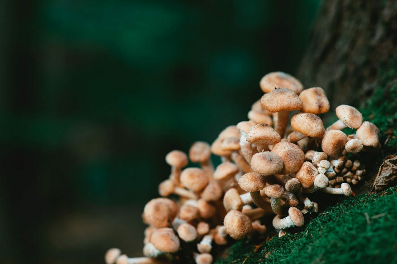 <div>
    <h1>The Treatment Services Offered by Mushroom Dispensary for Depression</h1>
    <p>
        <strong>Explore the role of medicinal mushrooms in managing depression</strong>
    </p>
    <p>
        At Mushroom Dispensary, we strongly believe in the healing properties of medicinal mushrooms. Our aim is to provide you with a natural and innovative approach to treating depression. We are excited to share our knowledge and expertise with you.
    </p>
    <p>
        <a href=