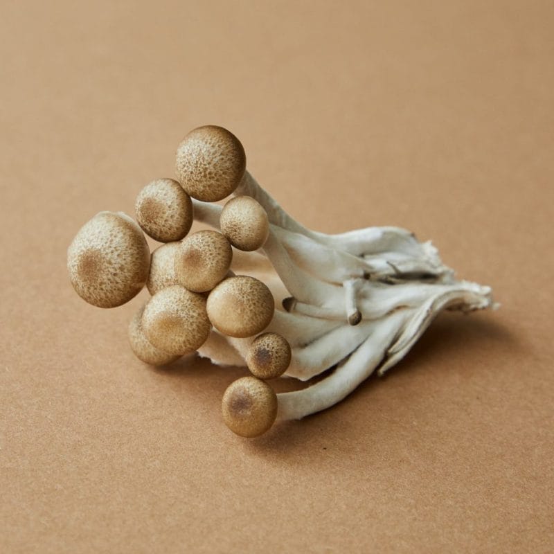 strongest mushroom strain | Mushroom Dispensary Canada