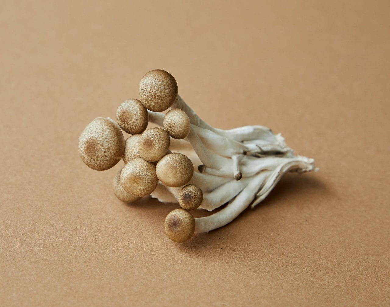 Exploring Penis Envy: An In-depth Analysis of the Most Potent Mushroom Strain