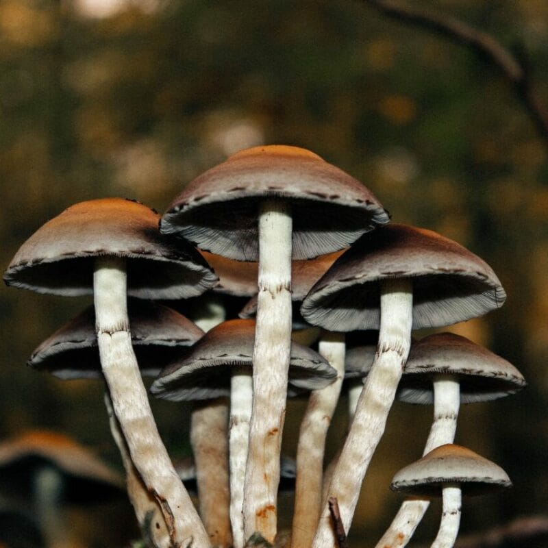 Microdose Mushrooms | Mushroom Dispensary Canada