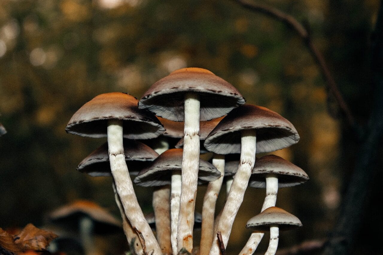 HTML:

<h1>A Collection of Cases on Using Microdose Mushrooms for Alleviating Chronic Pain</h1>