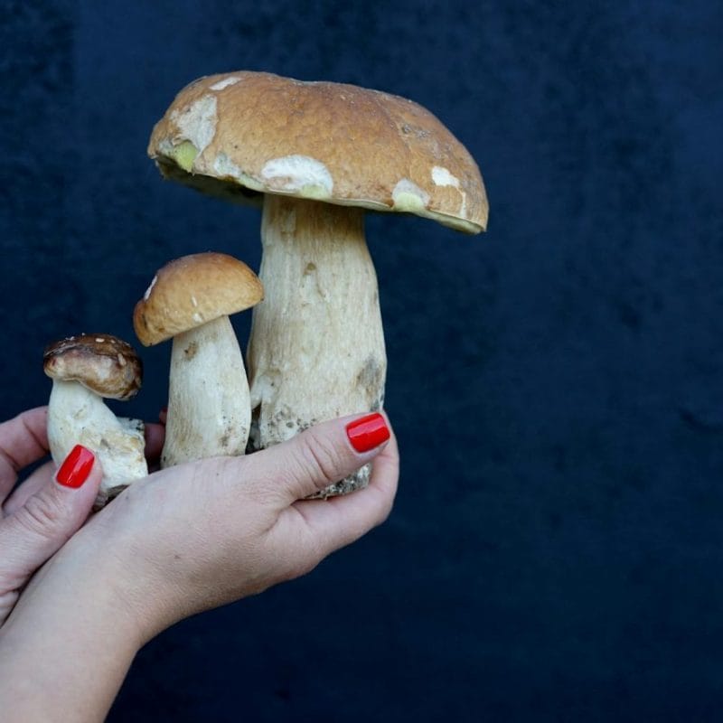 Shrooms Online | Mushroom Dispensary Canada