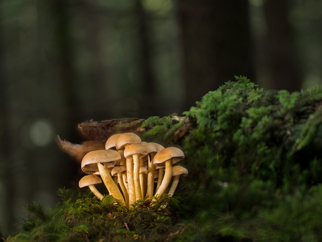 Purchase Mushrooms Online and Explore the Best Selection of Mushrooms