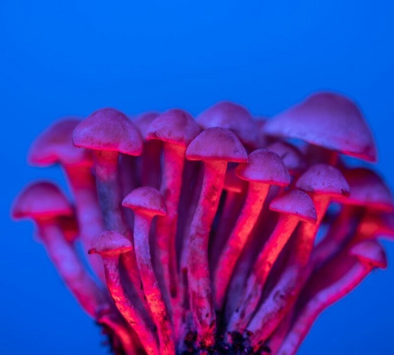 Shrooms Delivery in Canada | Mushroom Dispensary Canada