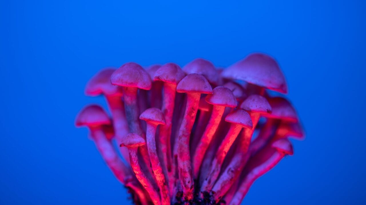 Delivery of Shrooms for Enhancing Cognition: A Close Look at the Advantages of Nootropics