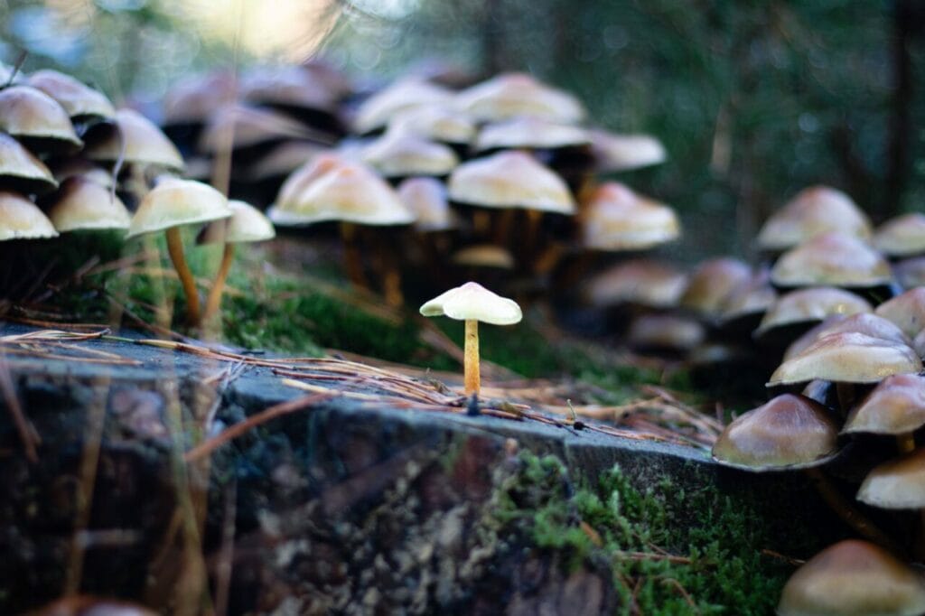 Shroom Delivery at Mushroom Dispensary Canada