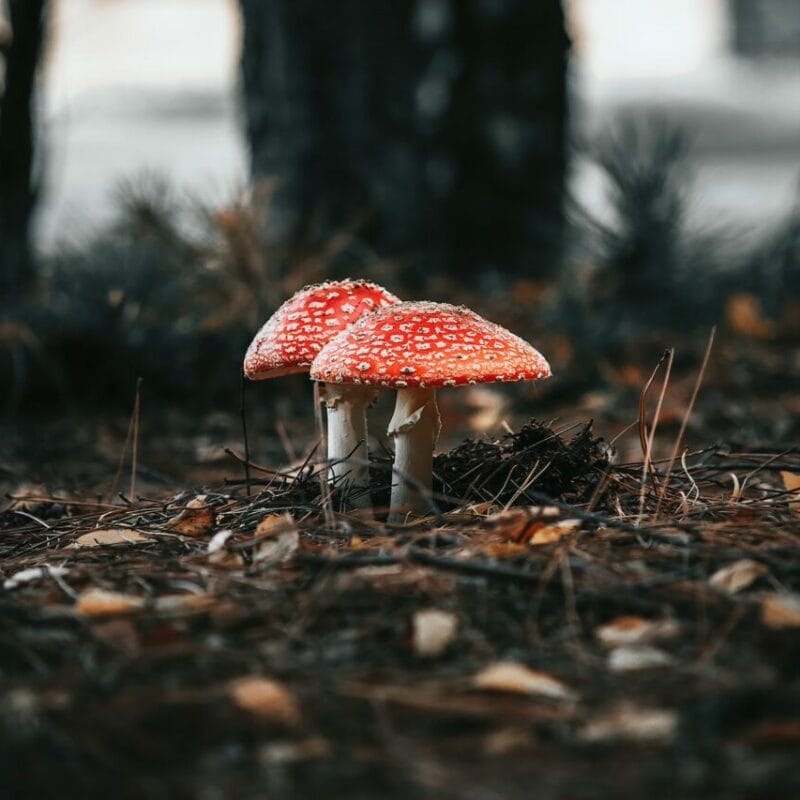Shroom online delivery at Zoomies Canada | Mushroom Dispensary Canada