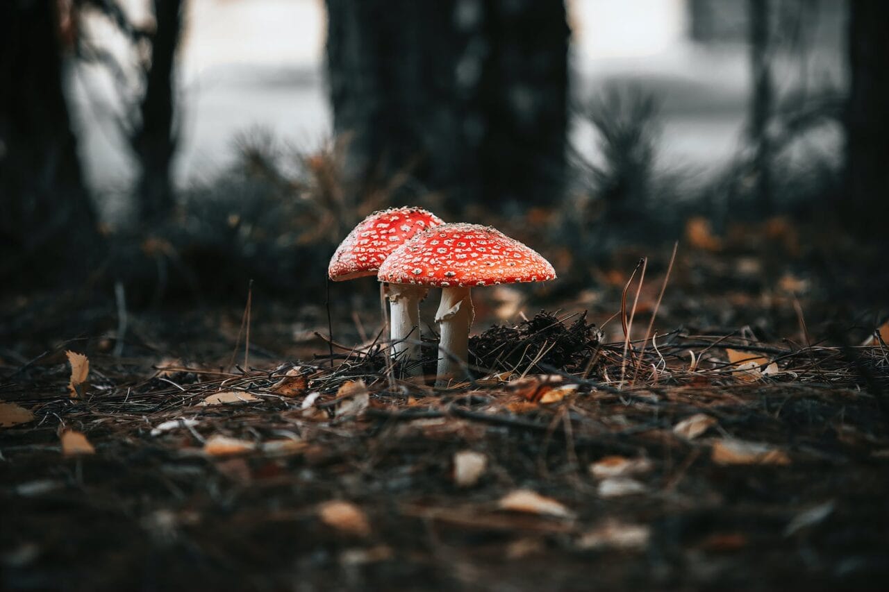 The Revolution of Psilocybin: Its Production, Research, and Future Path
