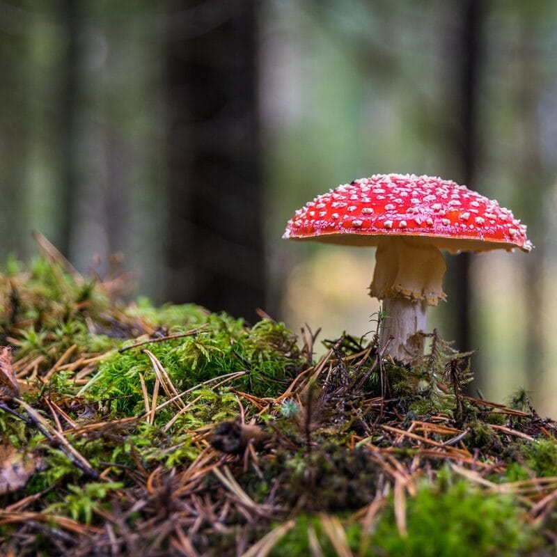 Shrooms Online in Canada | Mushroom Dispensary Canada
