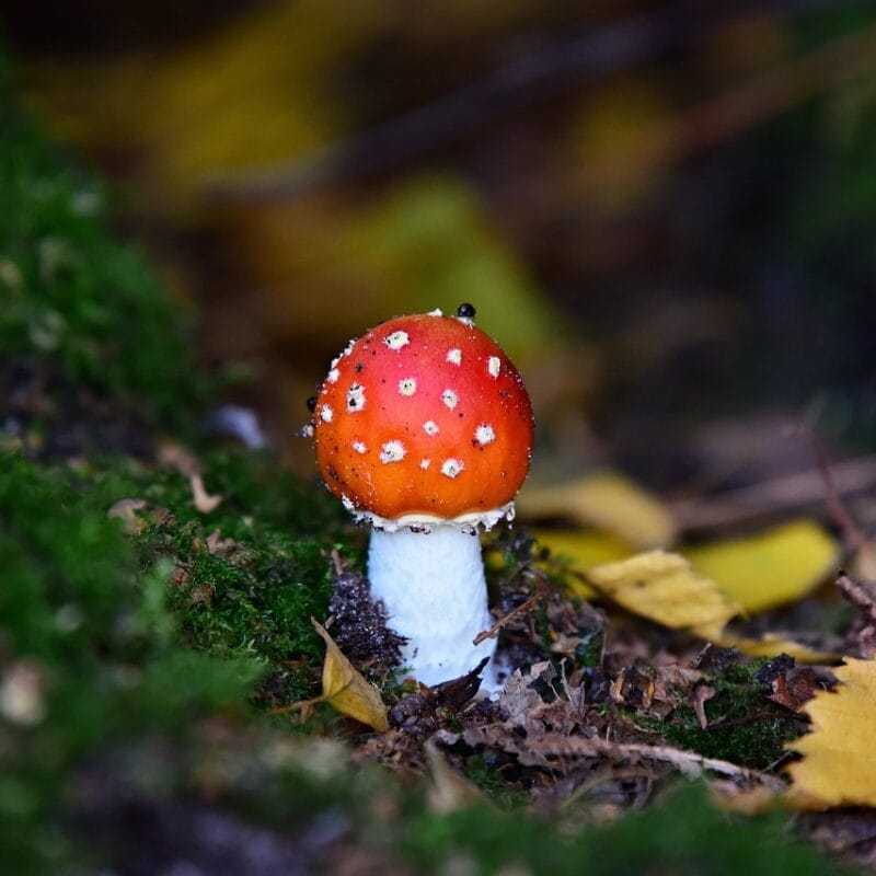 buy LSD online in Canada | Mushroom Dispensary Canada