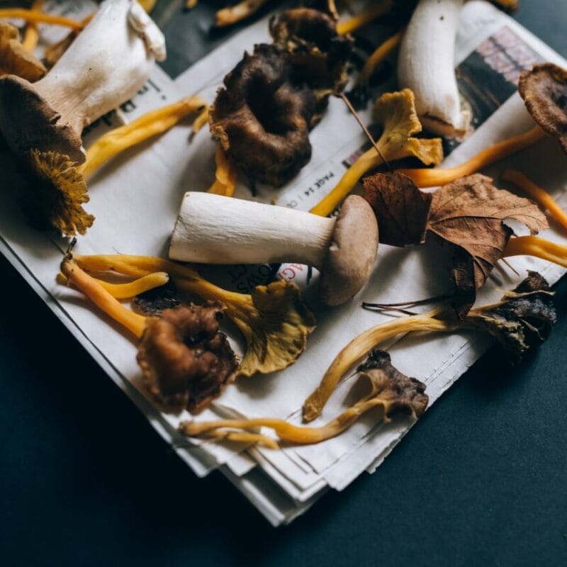 Mushroom chocolate at Zoomies Canada | Mushroom Dispensary Canada
