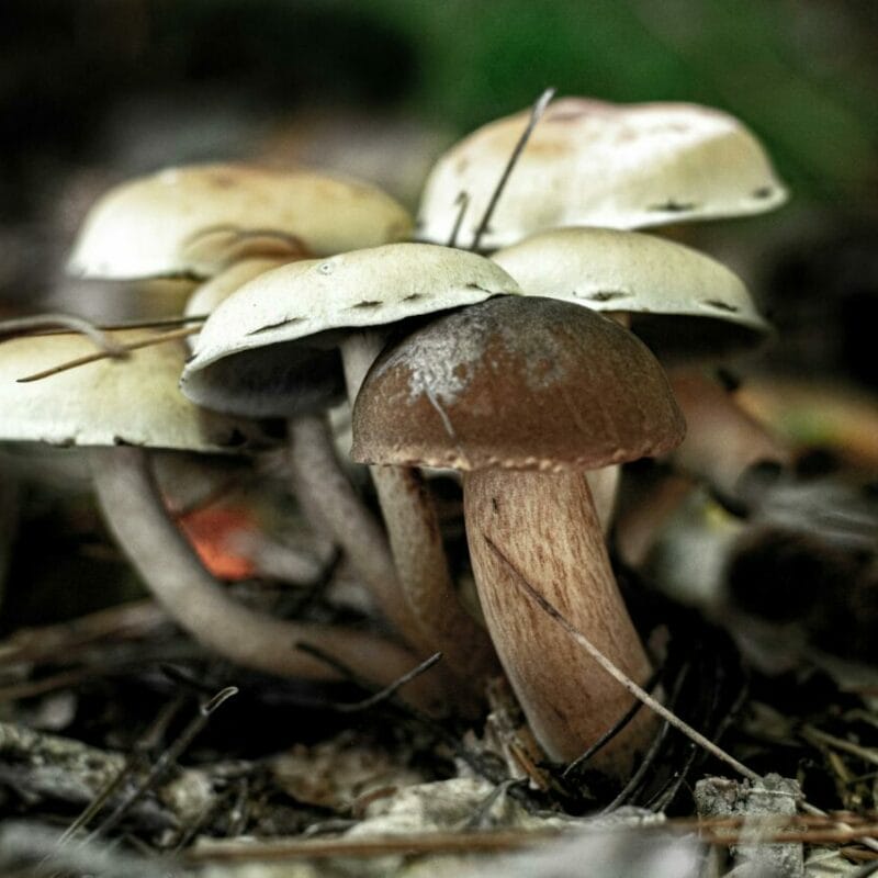 psilocybin mushroom | Mushroom Dispensary Canada