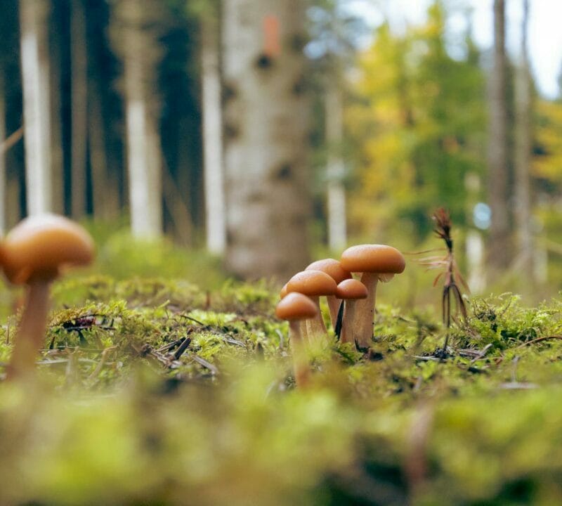 Magic Mushroom Dispensary | Mushroom Dispensary Canada