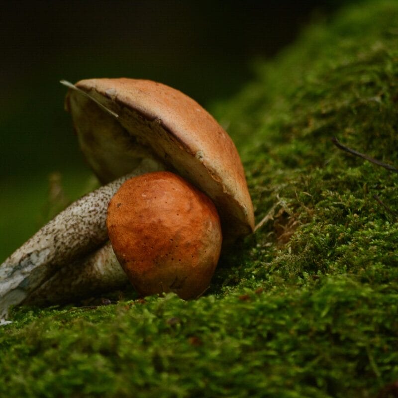 Mushroom Dispensary Vancouver | Mushroom Dispensary Canada