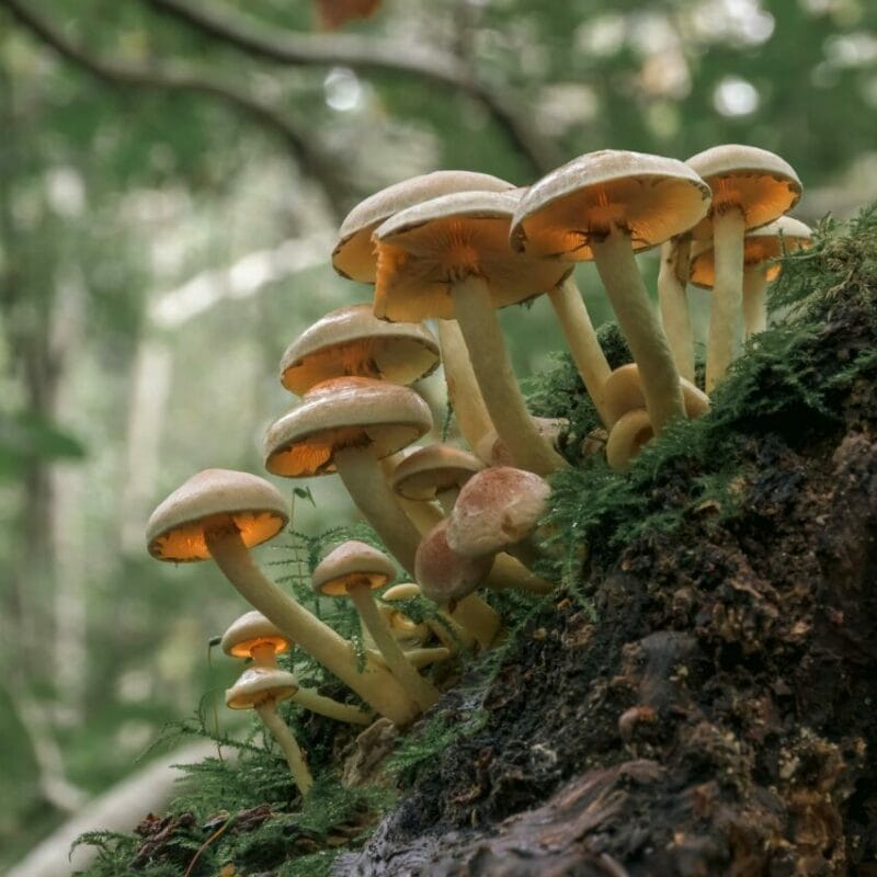 Shrooms online | Mushroom Dispensary Canada