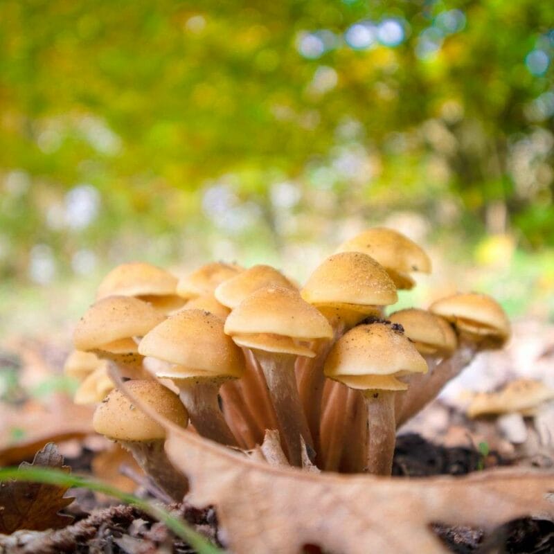 Shrooms Canada | Mushroom Dispensary Canada