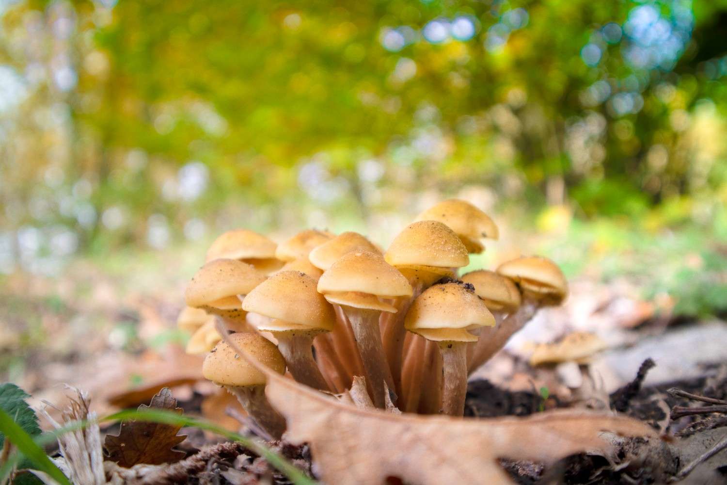 The Spread of Psilocybin Mushrooms Beyond Canada: Microdosing Emerges As A Global Trend