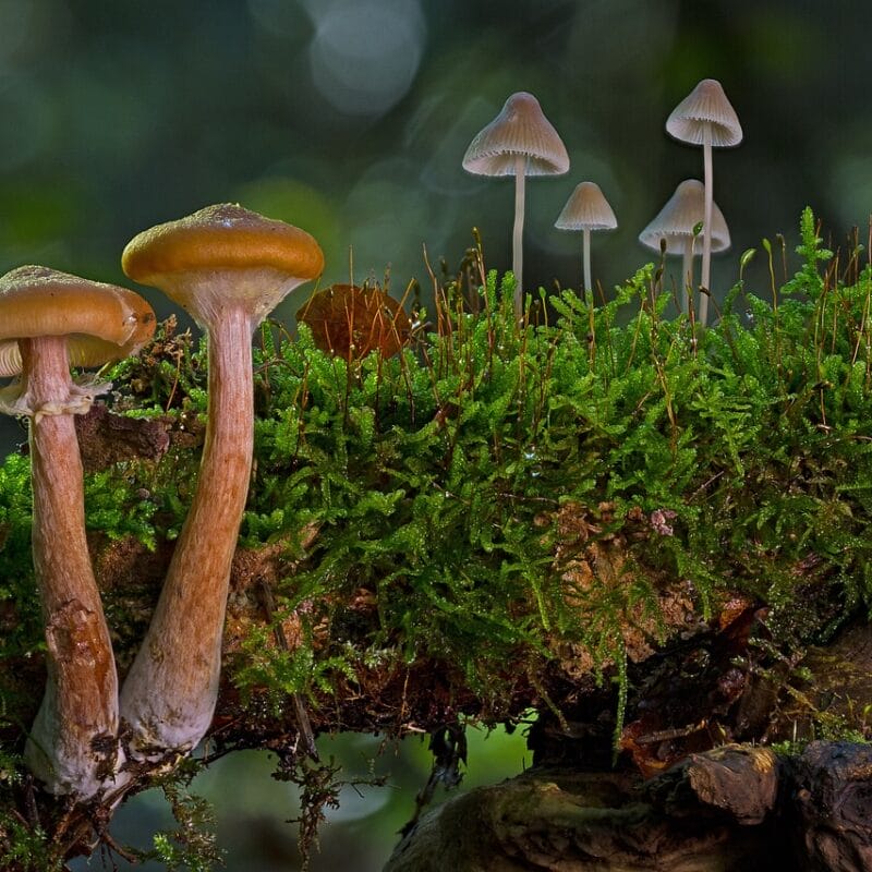 magic mushroom in Canada | Mushroom Dispensary Canada