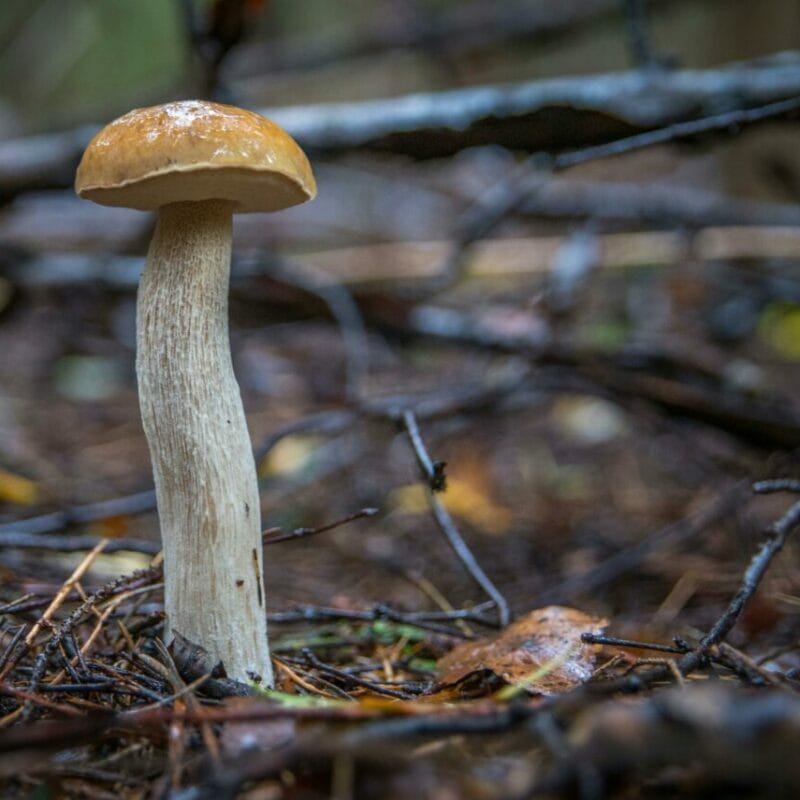 Shrooms online | Mushroom Dispensary Canada