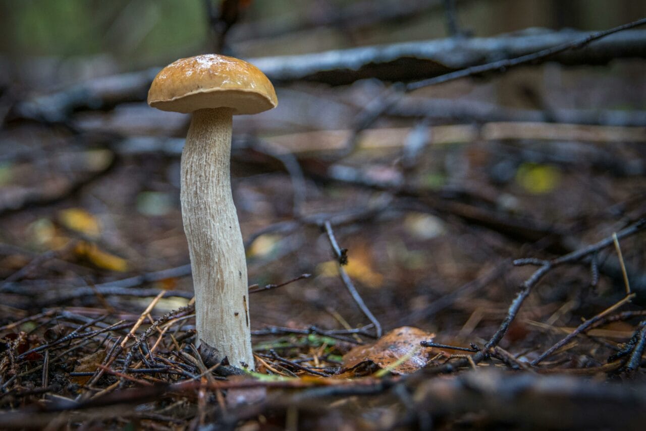 Recent Studies on Psychedelic Mushrooms Indicate Prolonged Neural Disturbance Could Benefit Mental Well-being