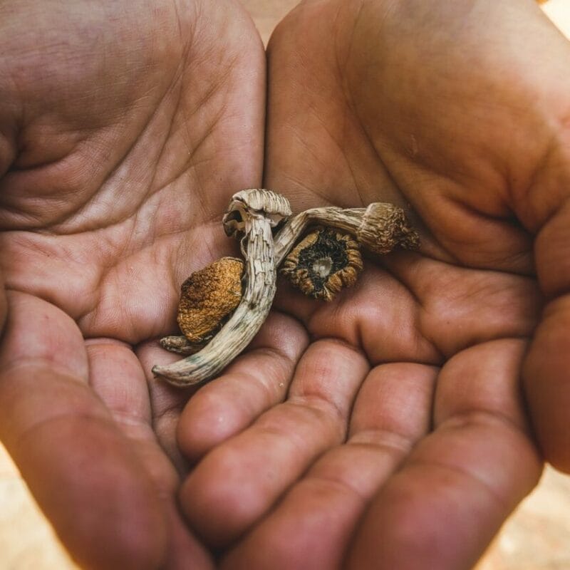 dried shrooms | Mushroom Dispensary Canada